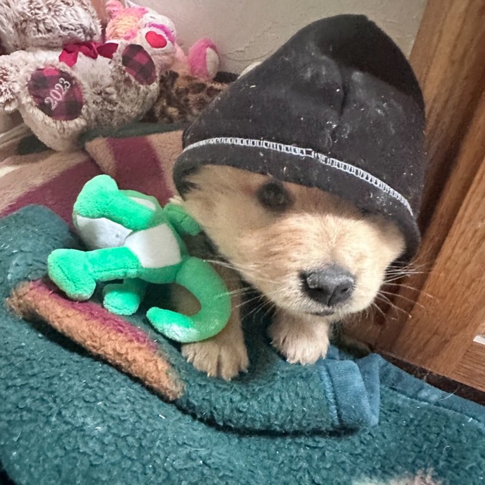 Help us Save Teddy Bear Rescue Chow Chow Dog NFS Not a listing Message - Picture 3 of 5